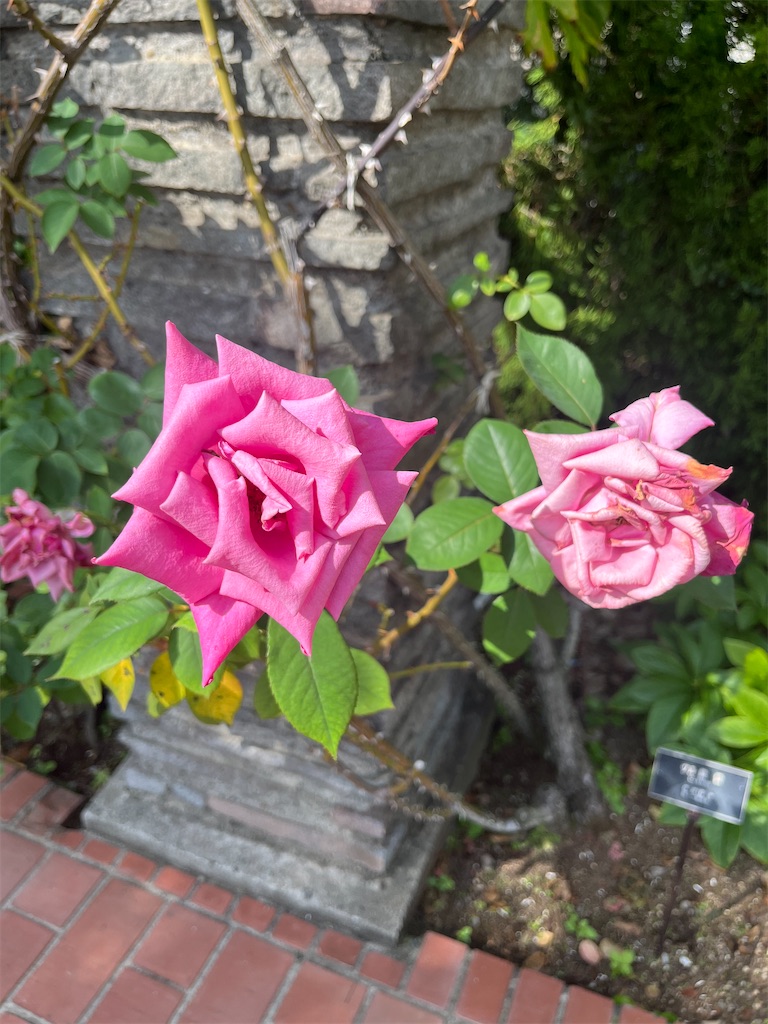 f:id:orangetulip31:20231019180121j:image f:id:orangetulip31:20231019180121j:image