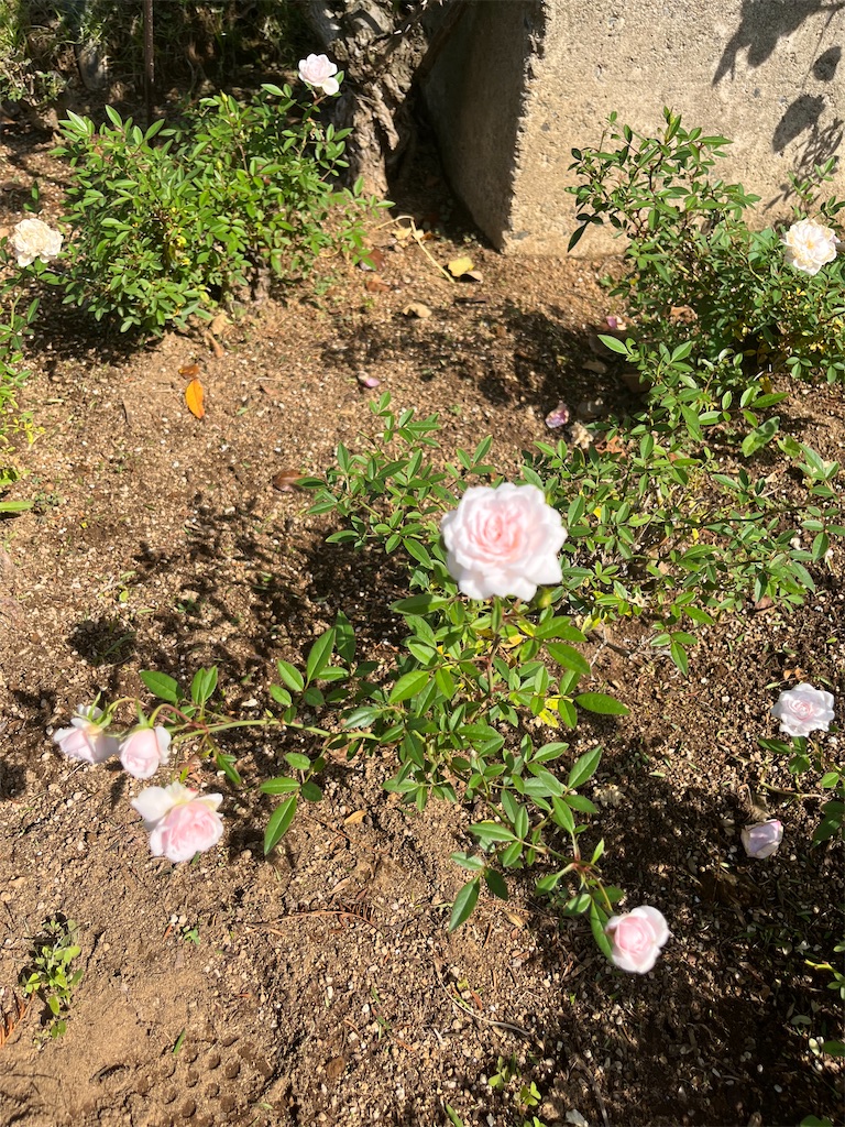 f:id:orangetulip31:20231019180125j:image f:id:orangetulip31:20231019180125j:image