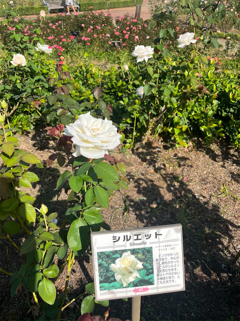 f:id:orangetulip31:20231019180132j:image f:id:orangetulip31:20231019180132j:image
