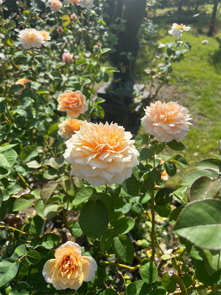 f:id:orangetulip31:20231019180135j:image f:id:orangetulip31:20231019180135j:image