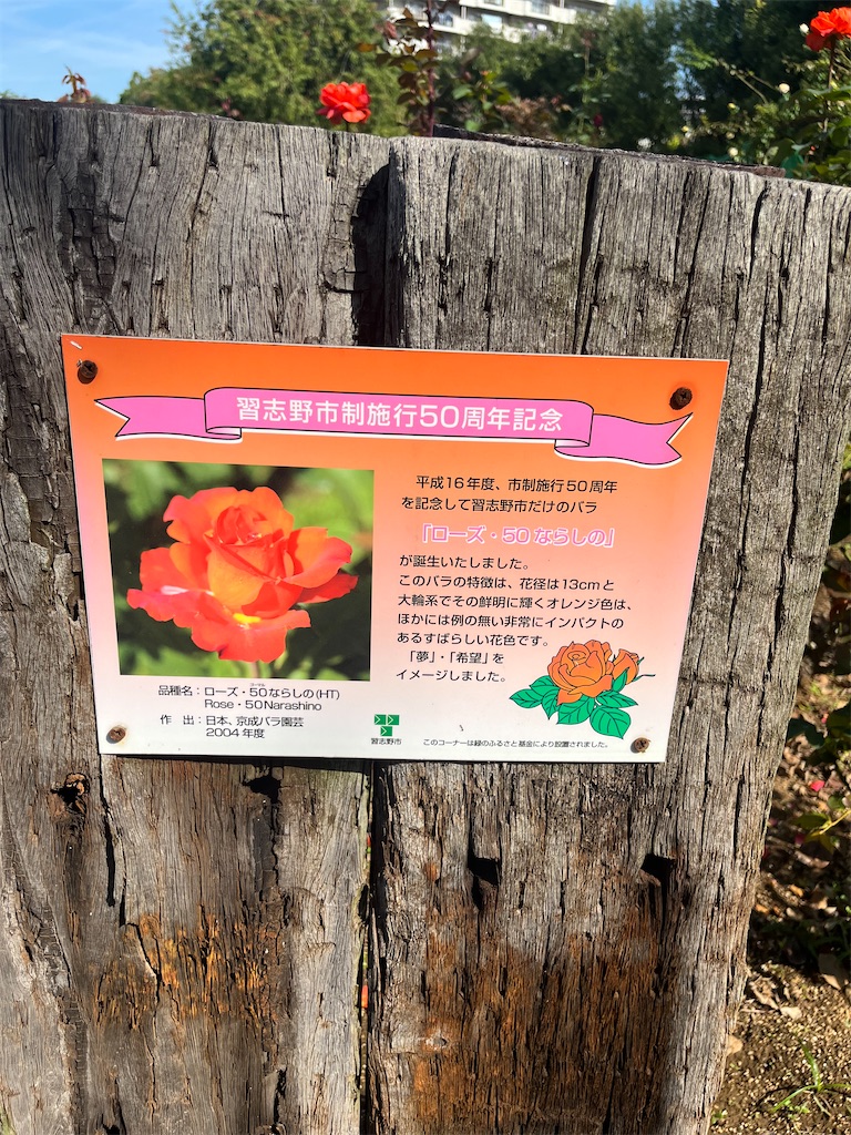 f:id:orangetulip31:20231019180156j:image f:id:orangetulip31:20231019180156j:image