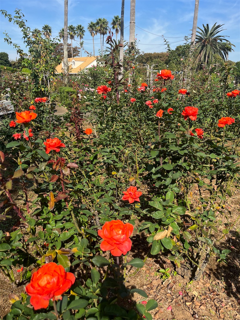 f:id:orangetulip31:20231019180210j:image f:id:orangetulip31:20231019180210j:image