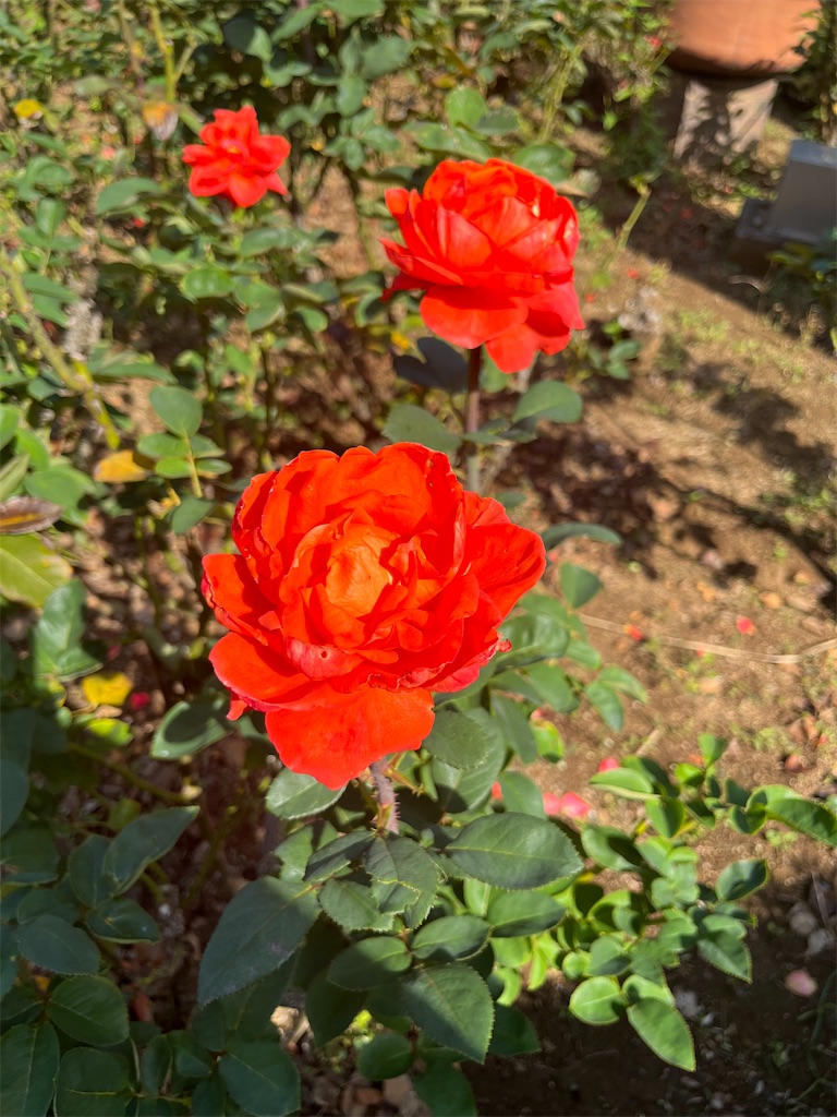 f:id:orangetulip31:20231019180213j:image f:id:orangetulip31:20231019180213j:image