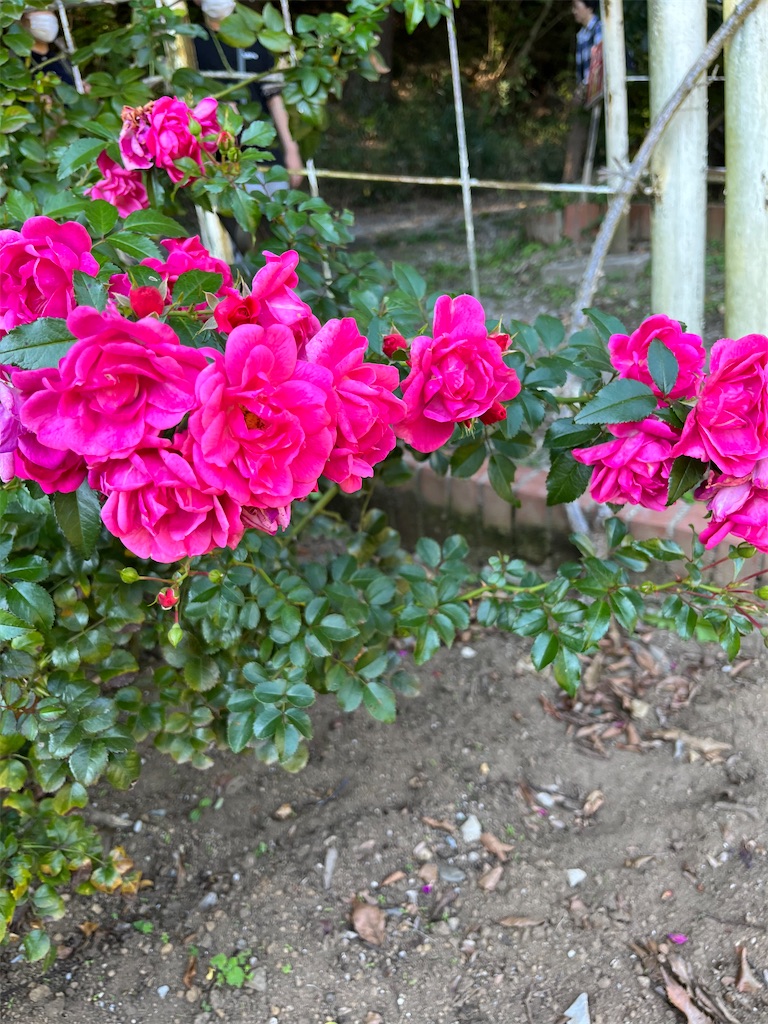 f:id:orangetulip31:20231026181230j:image f:id:orangetulip31:20231026181230j:image