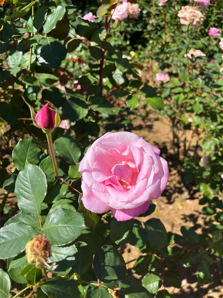 f:id:orangetulip31:20231026181234j:image f:id:orangetulip31:20231026181234j:image