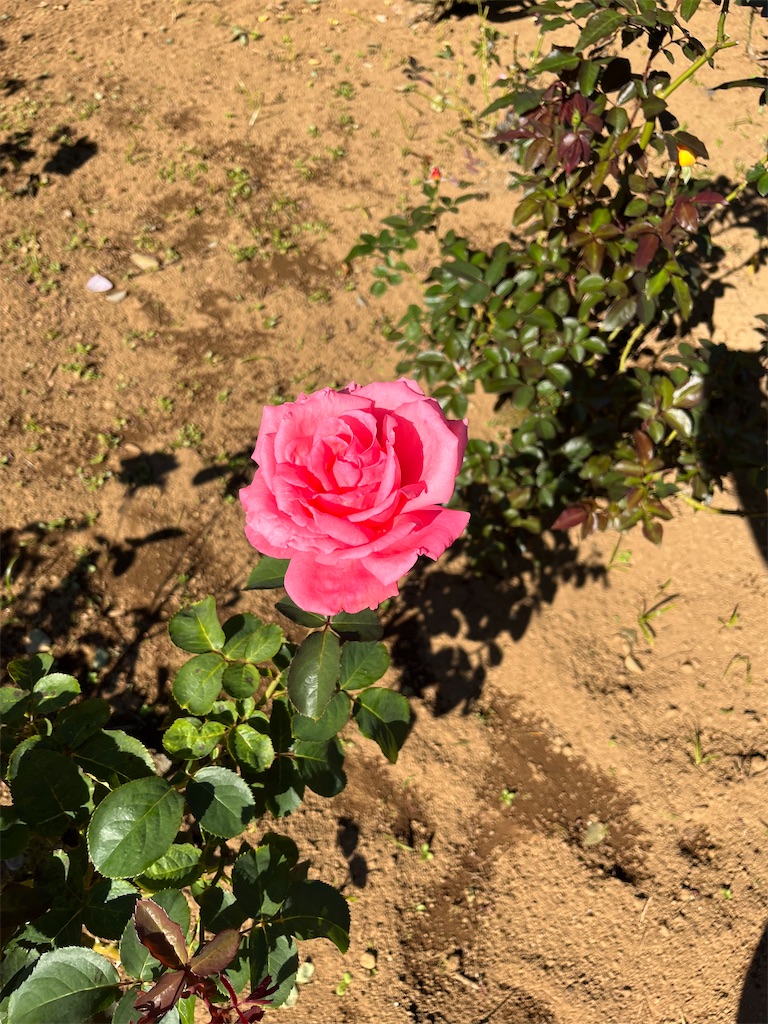 f:id:orangetulip31:20231026181241j:image f:id:orangetulip31:20231026181241j:image