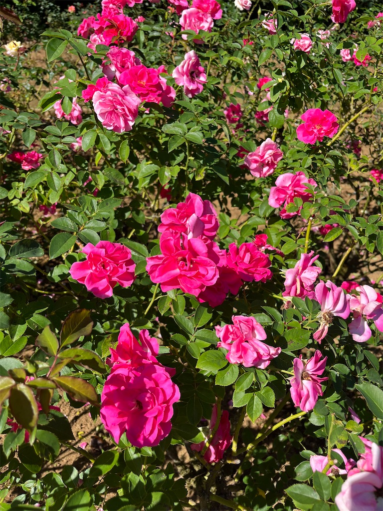 f:id:orangetulip31:20231026181252j:image f:id:orangetulip31:20231026181252j:image