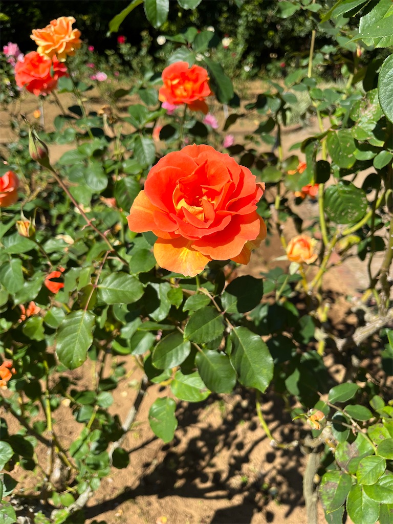 f:id:orangetulip31:20231026181256j:image f:id:orangetulip31:20231026181256j:image