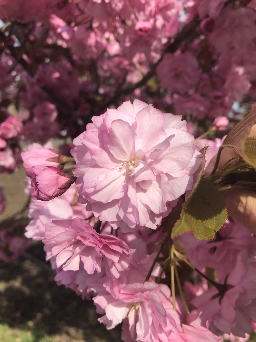 f:id:orangtan:20210325192720j:plain