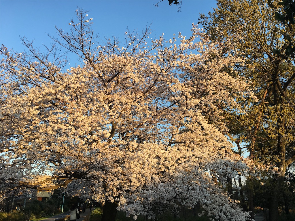 f:id:orca2ya:20190409182556j:image