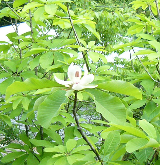 朴の花 やきもの日和