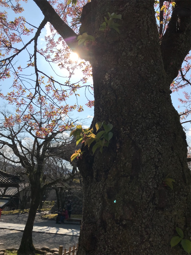 f:id:orcdragon:20190316191802j:image f:id:orcdragon:20190316191802j:image