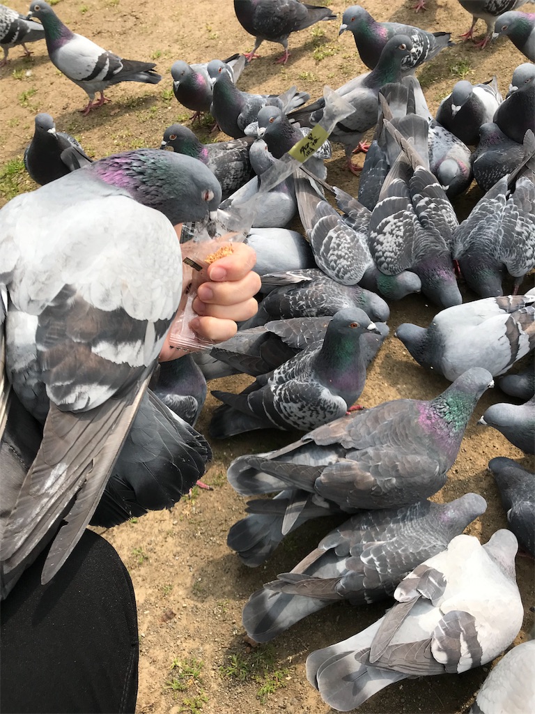 f:id:orcdragon:20190316195433j:image f:id:orcdragon:20190316195433j:image