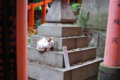 [伏見稲荷大社][伏見稲荷][山][神社][猫]