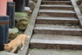 [伏見稲荷大社][伏見稲荷][山][神社][猫]