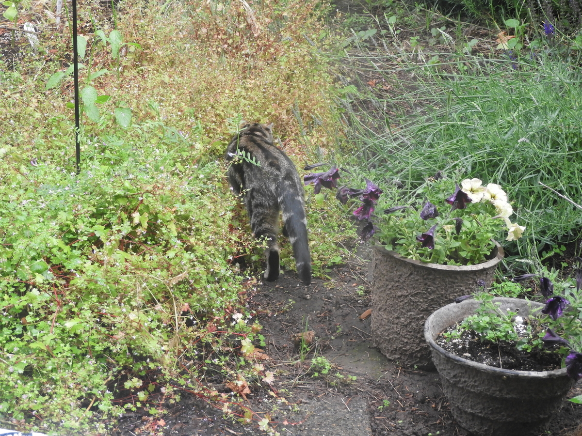 f:id:oregontabby:20200618053610j:plain f:id:oregontabby:20200618053610j:plain