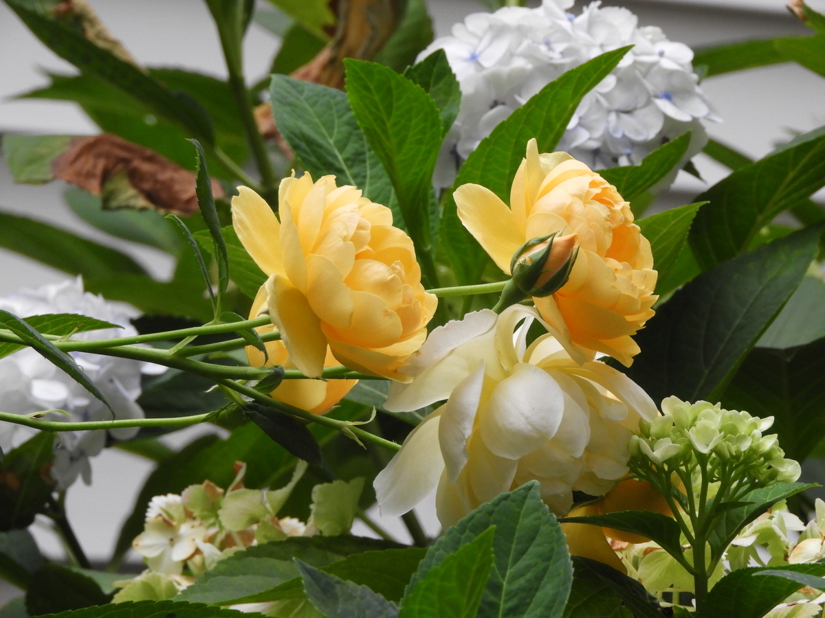End Of Summer Blooms 一期一会