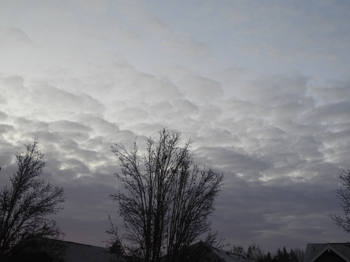 UCut Christmas Tree 一期一会