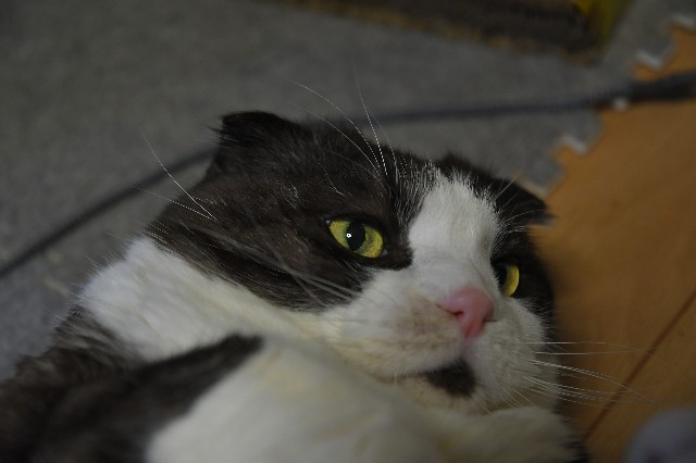 f:id:orekurogare:20260302220418j:image
