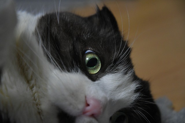 f:id:orekurogare:20260302220426j:image
