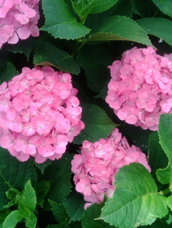 f:id:orenade:20120617120317j:image:w220