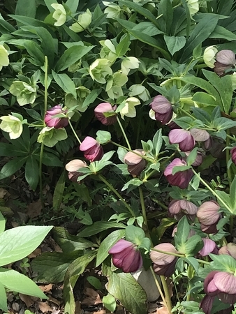 f:id:orenade:20190429143138j:plain f:id:orenade:20190429143138j:plain