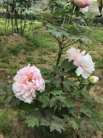 f:id:orenade:20190429144210j:plain f:id:orenade:20190429144210j:plain