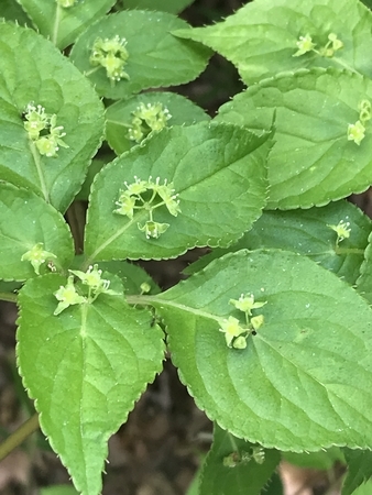 f:id:orenade:20190429145159j:plain f:id:orenade:20190429145159j:plain