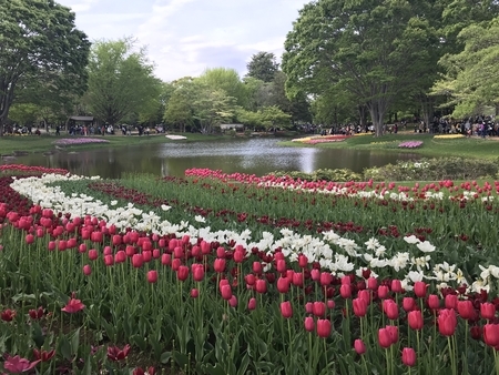 2019/04/29、昭和記念公園