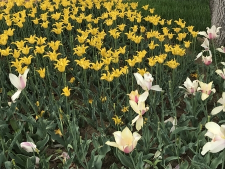 f:id:orenade:20190429151301j:plain f:id:orenade:20190429151301j:plain