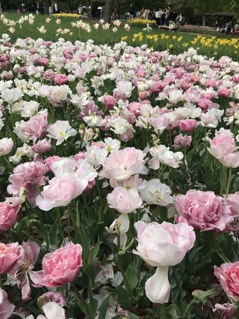 f:id:orenade:20190429151342j:plain f:id:orenade:20190429151342j:plain