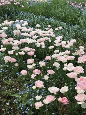 f:id:orenade:20190429151850j:plain f:id:orenade:20190429151850j:plain