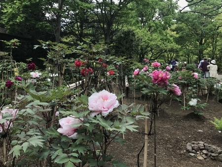 日本庭園内の牡丹。2019/04/29、昭和記念公園