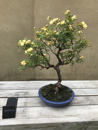 個別「[行楽]モッコウバラの盆栽。2019/04/29、昭和記念公園」の写真