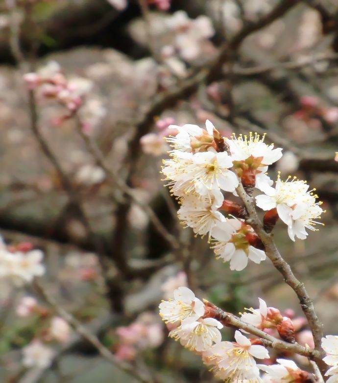 f:id:orenzi8:20120319051617j:image