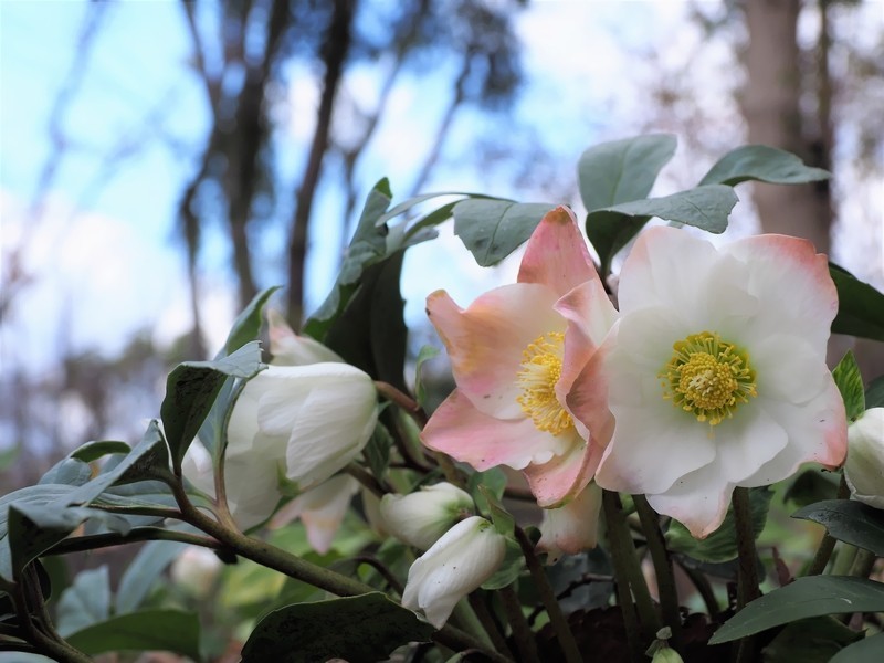 f:id:orenzi8:20181229111947j:image