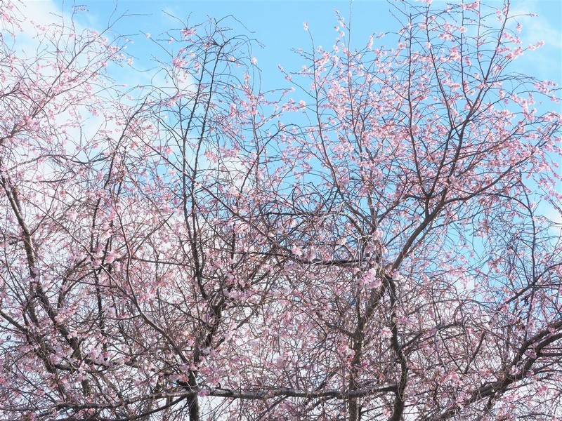 f:id:orenzi8:20190102111429j:image