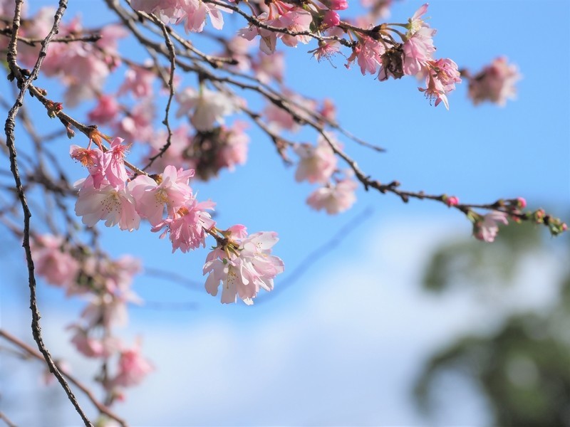 f:id:orenzi8:20190102111431j:image