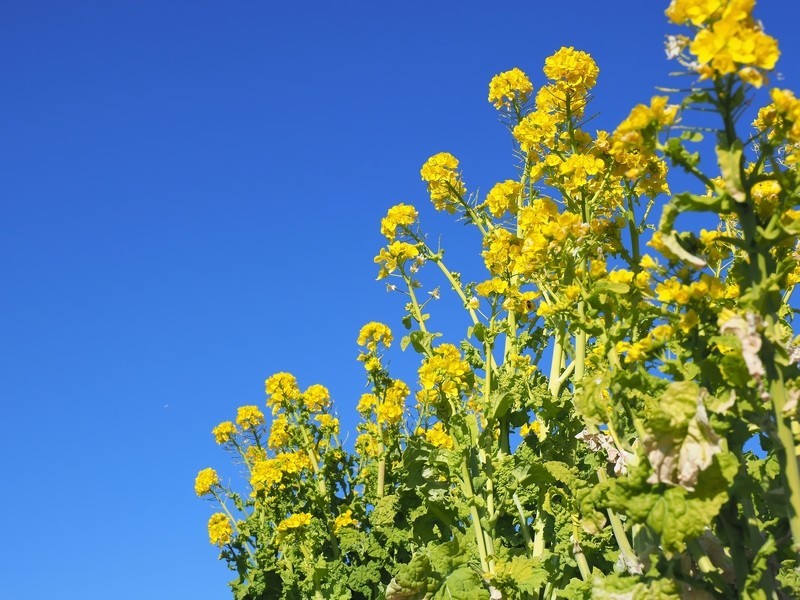 f:id:orenzi8:20190106111335j:image