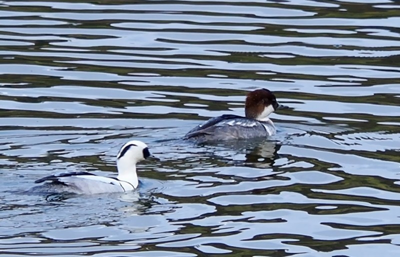 f:id:orenzi8:20190113110020j:image