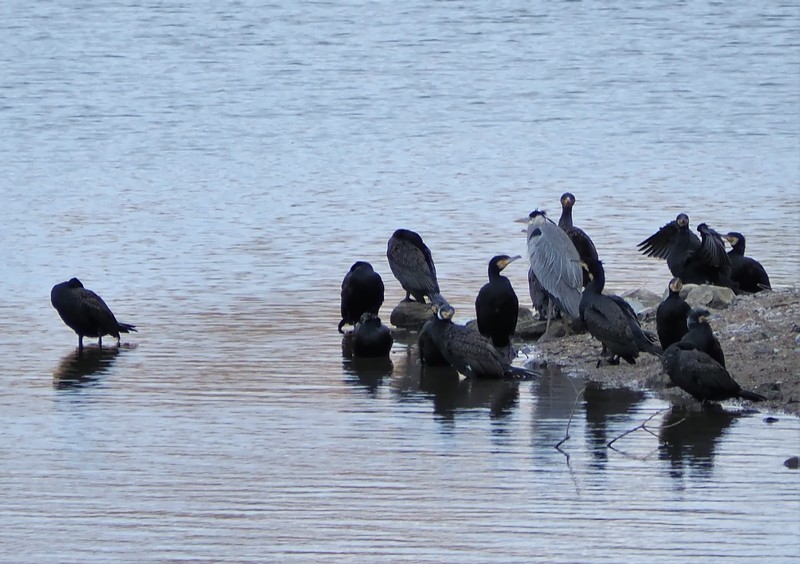 f:id:orenzi8:20190113110023j:image