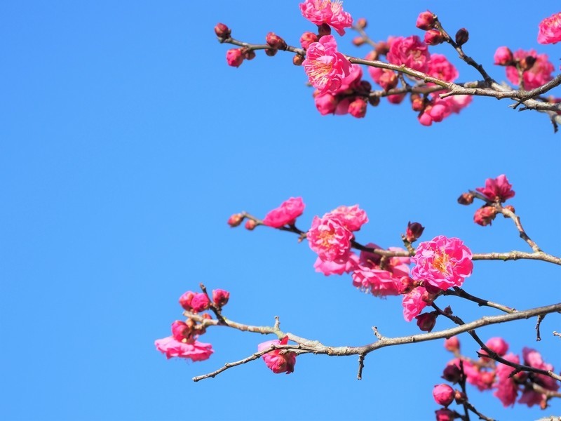 f:id:orenzi8:20190119113357j:image