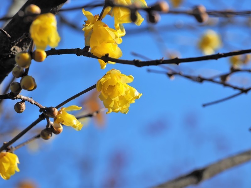 f:id:orenzi8:20190120104109j:image