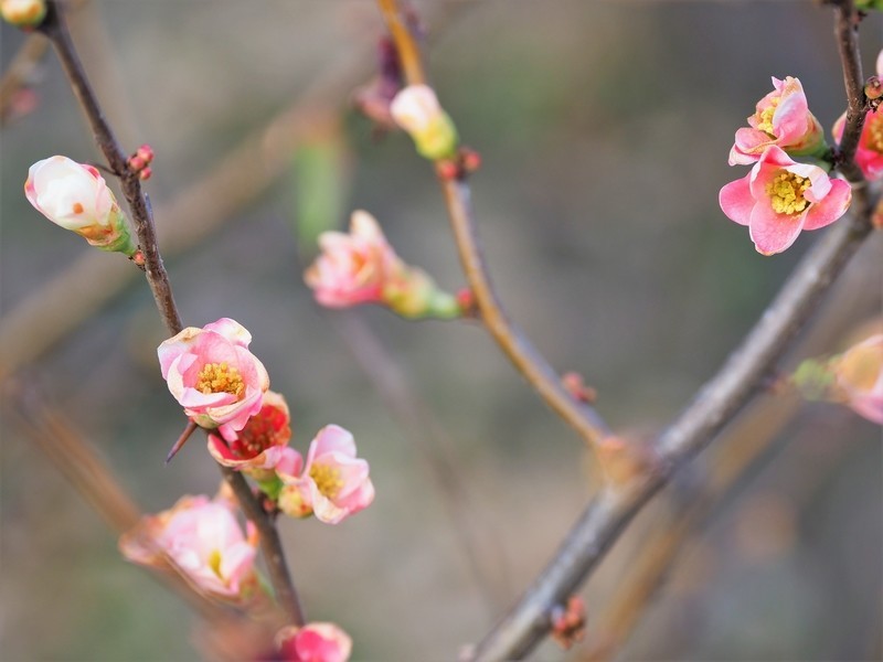 f:id:orenzi8:20190127112336j:image