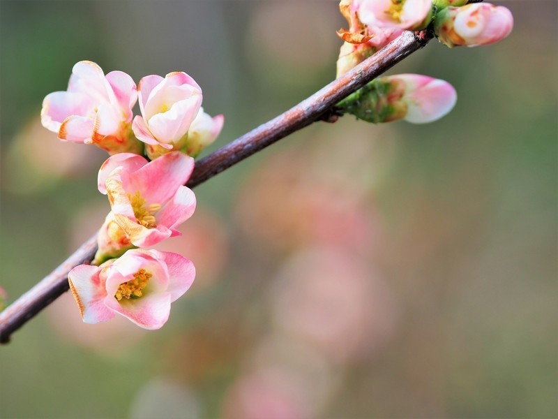 f:id:orenzi8:20190127112340j:image