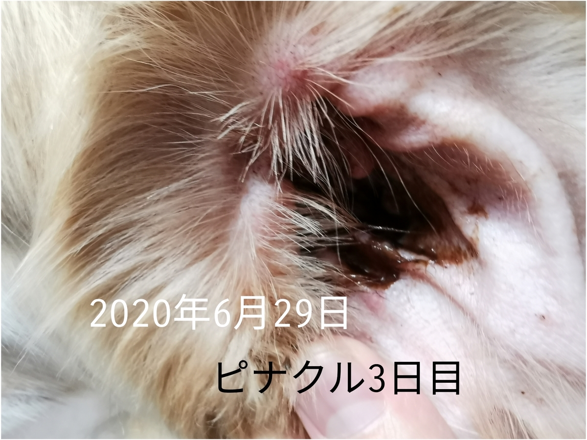 f:id:orfe_lila:20200701225328j:plain