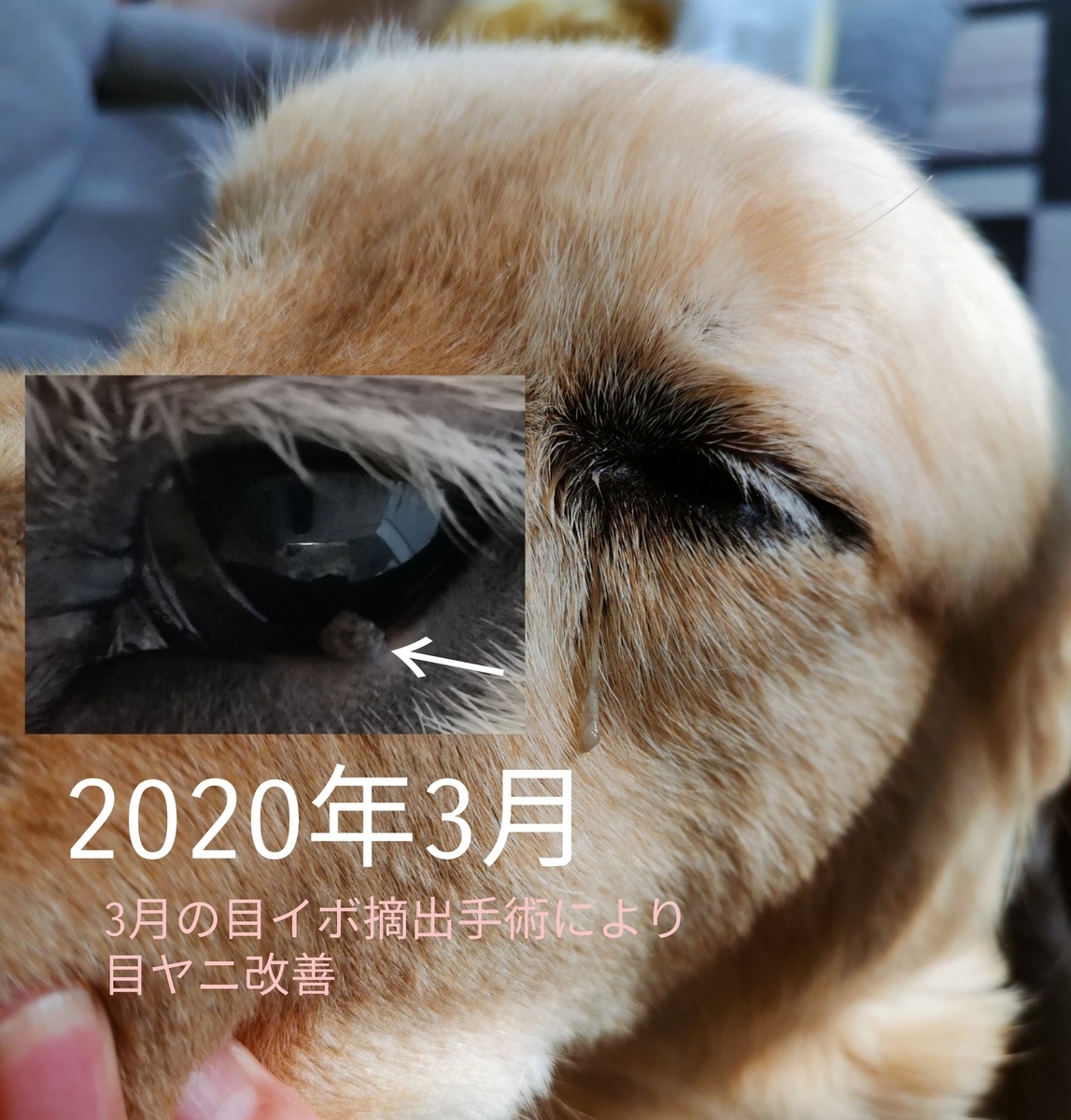 f:id:orfe_lila:20200704003027j:plain f:id:orfe_lila:20200704003027j:plain