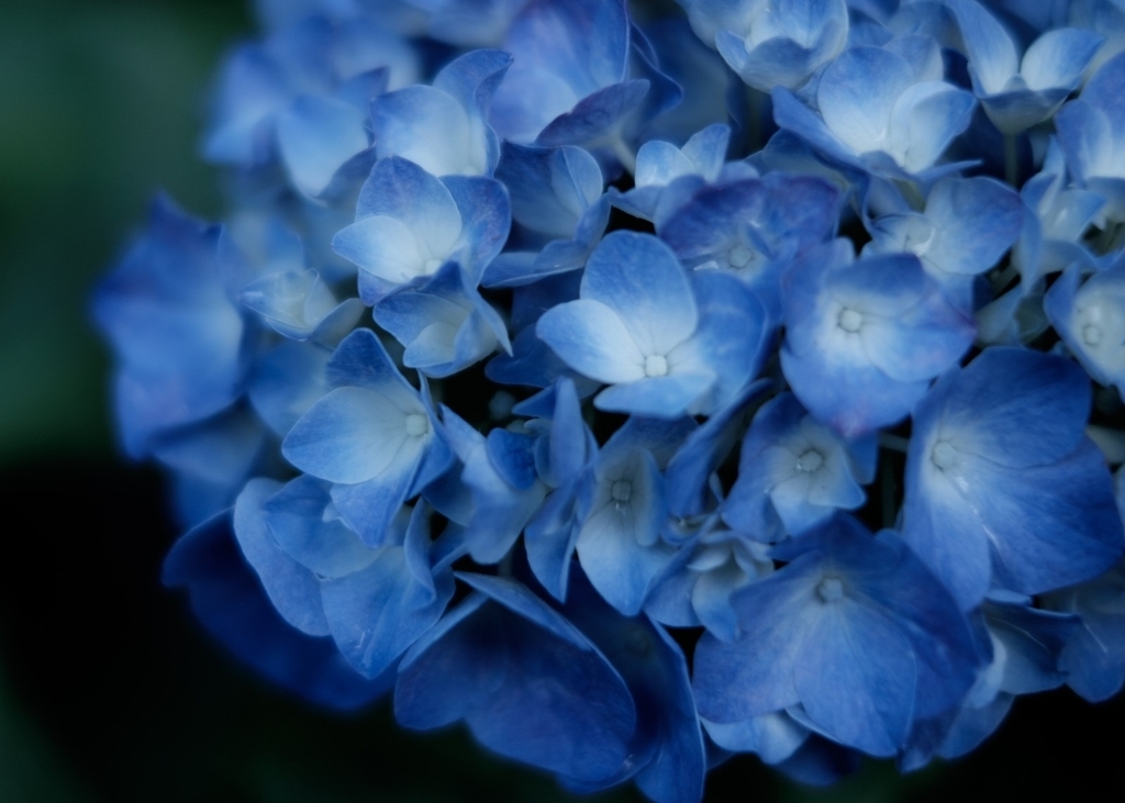 f:id:organicEB:20190123233204j:plain