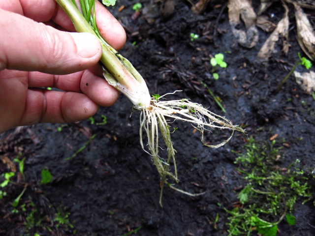 セリに似ている ドクゼリ に注意 新 レストラン自然食研究所のブログ