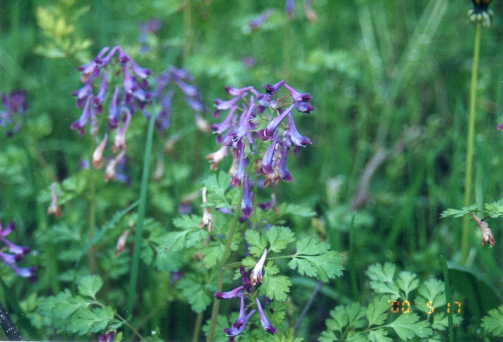 f:id:organiccentre:20200326103922j:plain f:id:organiccentre:20200326103922j:plain